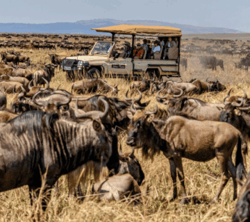Tailor made Group Travel to Masai Mara