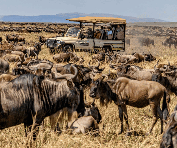 Tailor-made Group Travel to Masai Mara