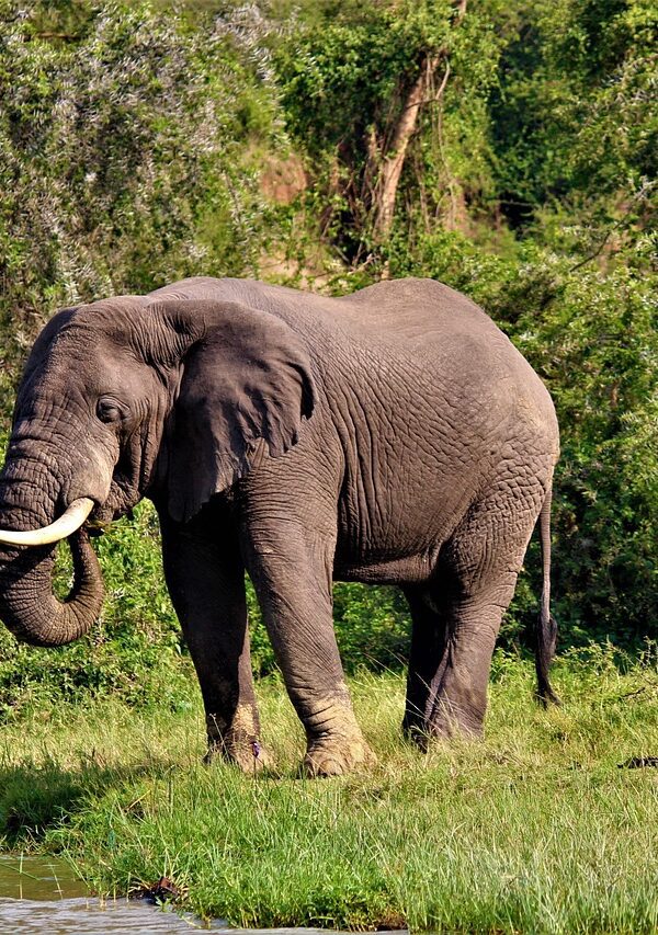 Scenic view of Uganda’s wildlife and landscapes during a safari.