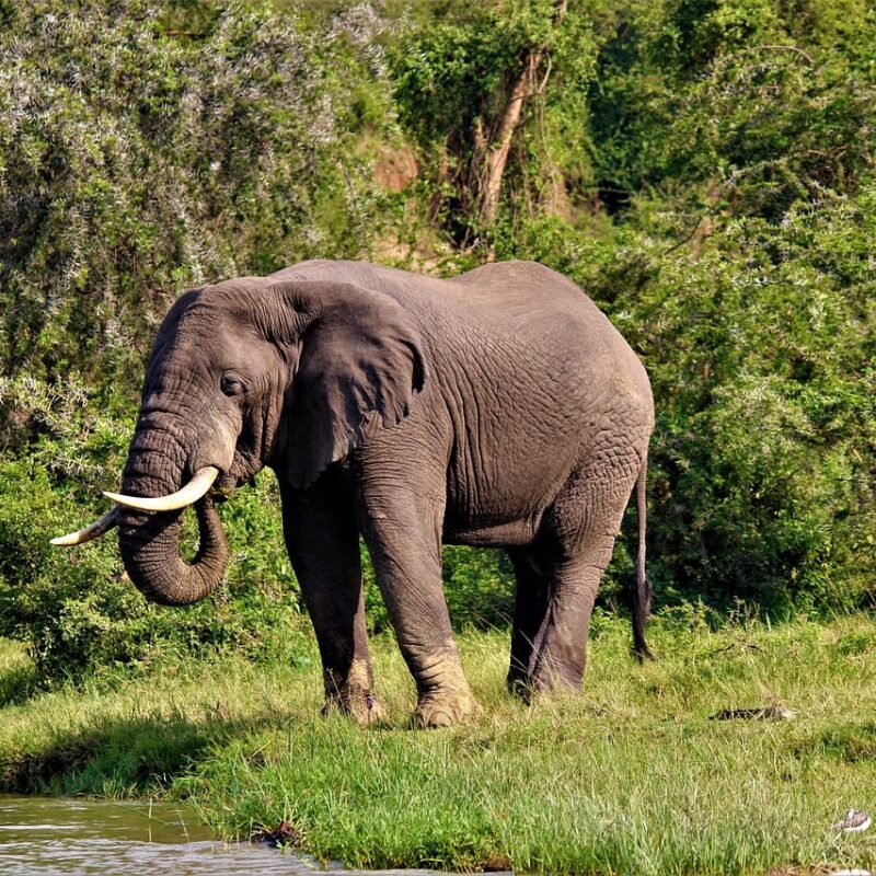 Scenic view of Uganda’s wildlife and landscapes during a safari.