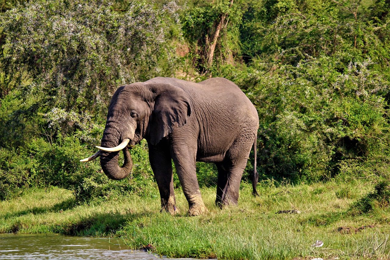 Scenic view of Uganda’s wildlife and landscapes during a safari.