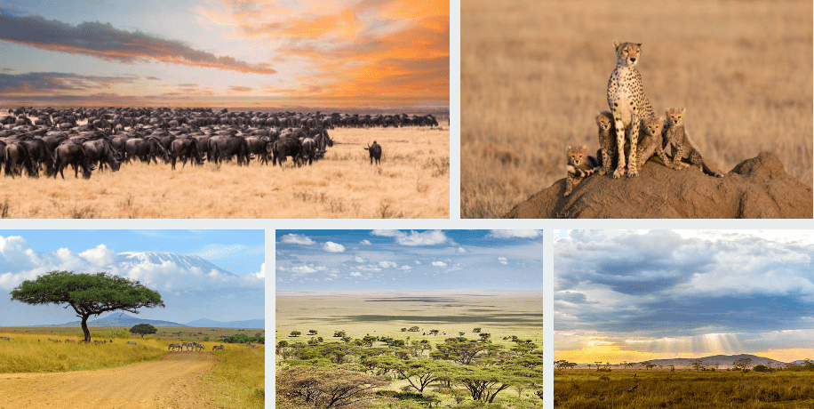 Serengeti & Ngorongoro