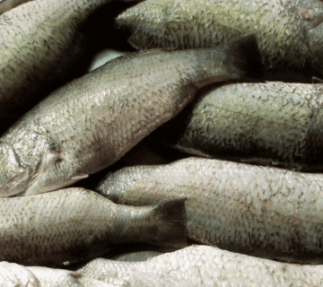 How to Catch Nile Perch in Kenya’s Lake Turkana: An Angler’s Ultimate Guide