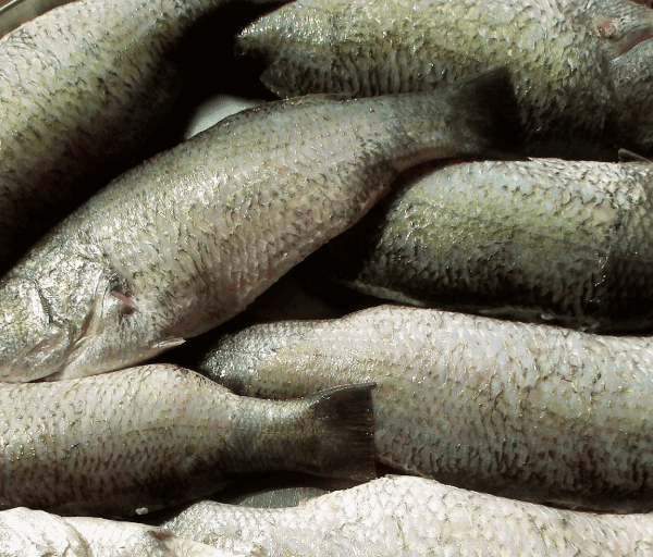 How to Catch Nile Perch in Kenya’s Lake Turkana: An Angler’s Ultimate Guide