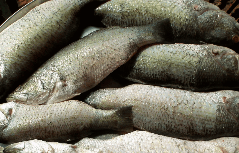nile-perch How to Catch Nile Perch in Kenya’s Lake Turkana: An Angler’s Ultimate Guide