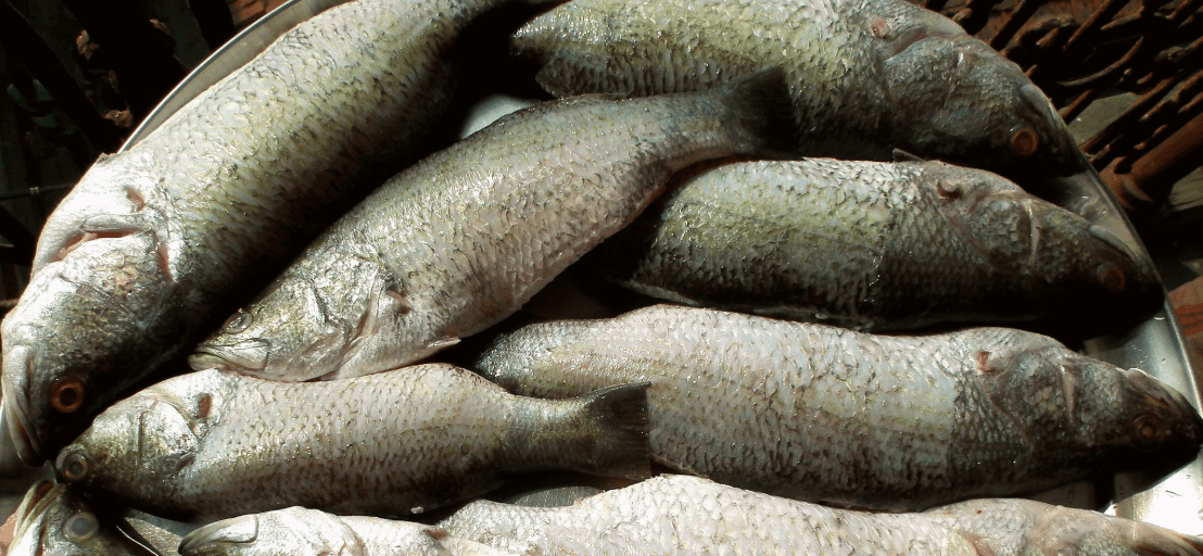How to Catch Nile Perch in Kenya’s Lake Turkana: An Angler’s Ultimate Guide