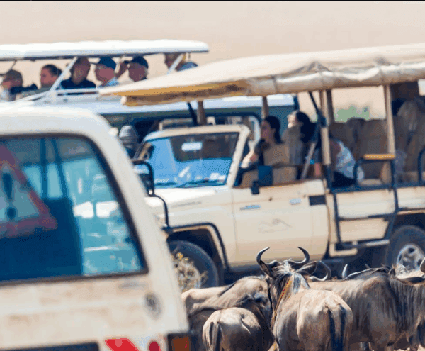 Can You Overland from Kenya to Tanzania by Bus? An Inspirational Journey of Adventure and Discovery