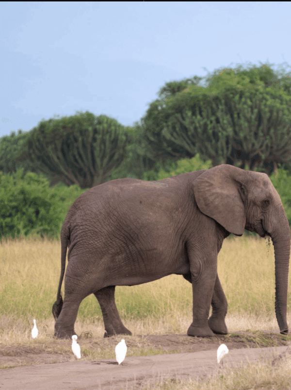 Queen Elizabeth National Park Wildlife Guide: A Journey into the Heart of Africa’s Wild Majesty