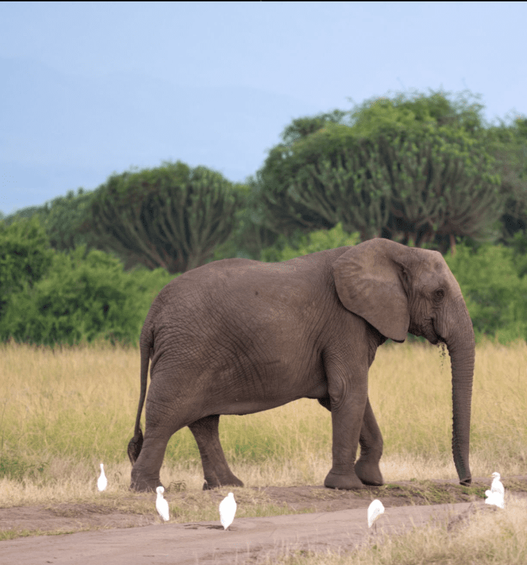 Queen Elizabeth National Park Wildlife Guide: A Journey into the Heart of Africa’s Wild Majesty