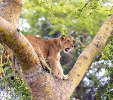 Explore Queen Elizabeth & Kibale