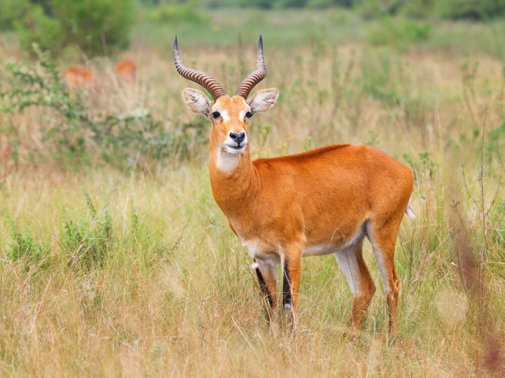 Explore Queen Elizabeth & Kibale