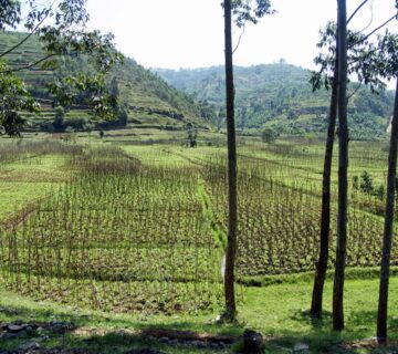 Lush green hills in Rwanda during the rainy season, with misty skies and vibrant tropical vegetation Lush green hills in Rwanda during the rainy season, with misty skies and vibrant tropical vegetation 