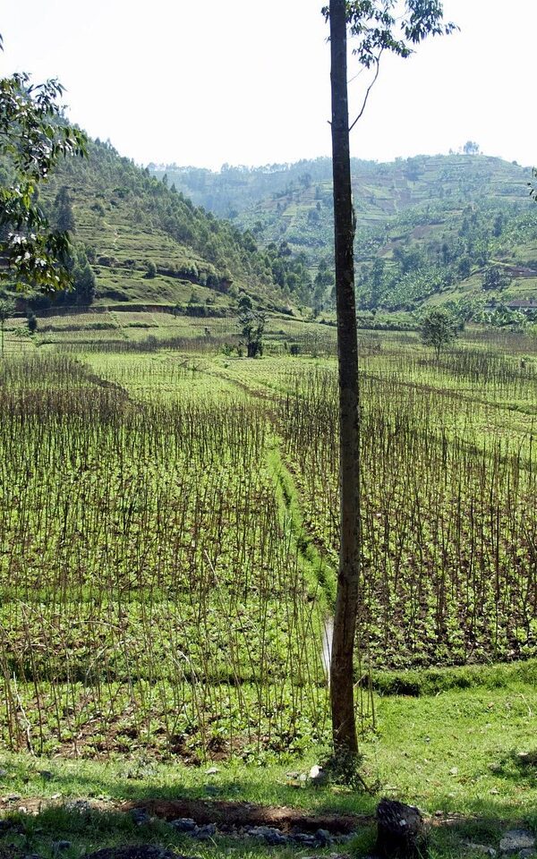 Lush green hills in Rwanda during the rainy season, with misty skies and vibrant tropical vegetation.Lush green hills in Rwanda during the rainy season, with misty skies and vibrant tropical vegetation.