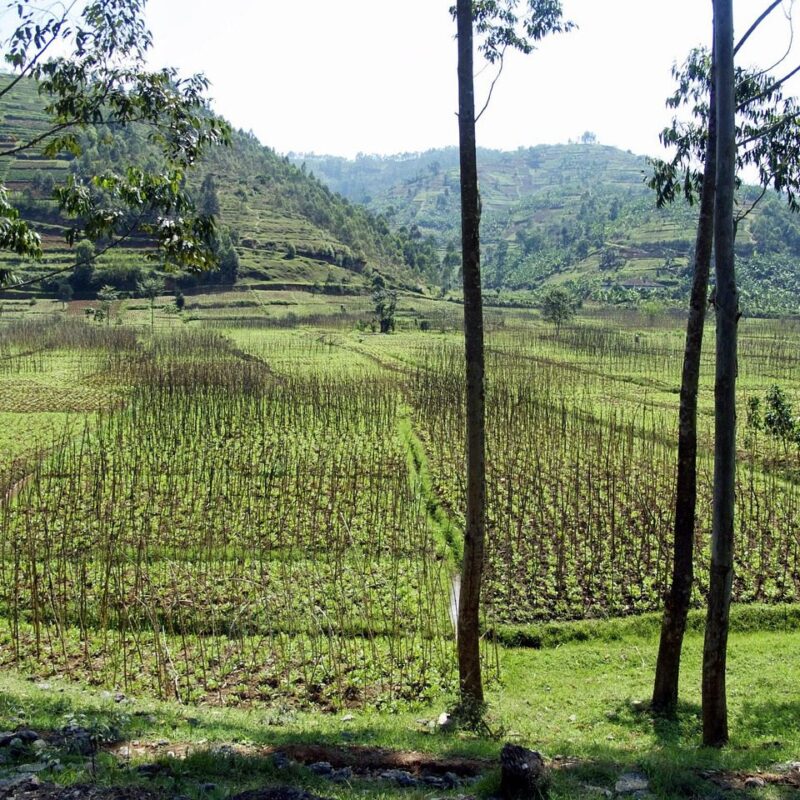 Lush green hills in Rwanda during the rainy season, with misty skies and vibrant tropical vegetation.Lush green hills in Rwanda during the rainy season, with misty skies and vibrant tropical vegetation.