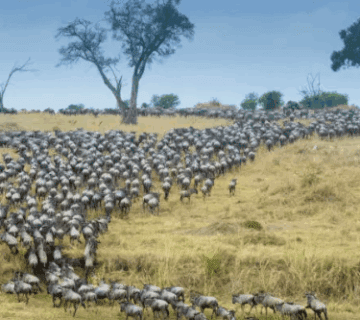 Join a Serengeti group tour for an unforgettable safari adventure  See the Great Migration, Big Five & more in Tanzania's iconic national park