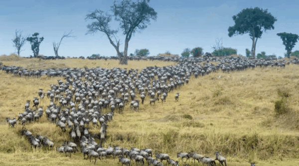 Join a Serengeti group tour for an unforgettable safari adventure. See the Great Migration, Big Five & more in Tanzania's iconic national park