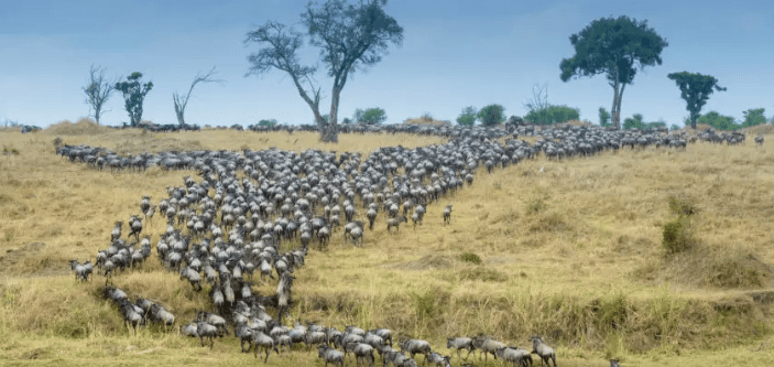 Join a Serengeti group tour for an unforgettable safari adventure. See the Great Migration, Big Five & more in Tanzania's iconic national park