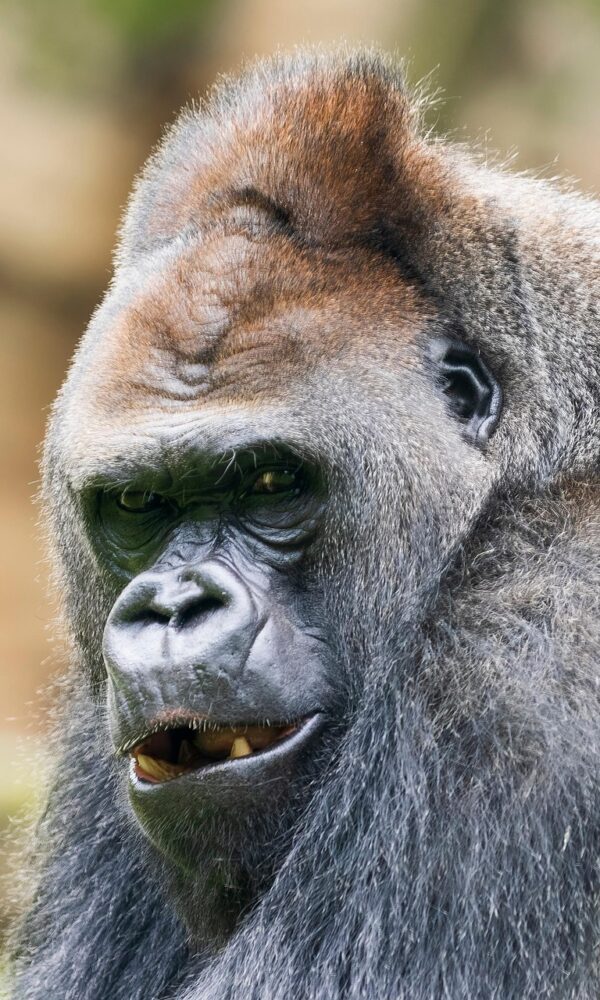 A majestic silverback gorilla in its natural habitat, observing its surroundings with powerful presence and calm.