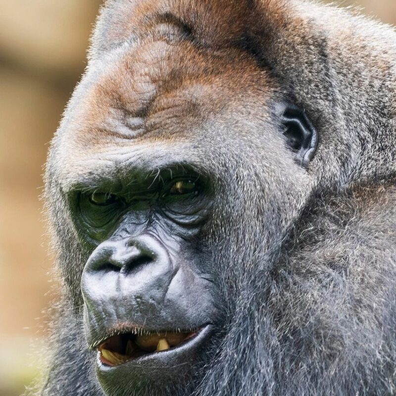 A majestic silverback gorilla in its natural habitat, observing its surroundings with powerful presence and calm.