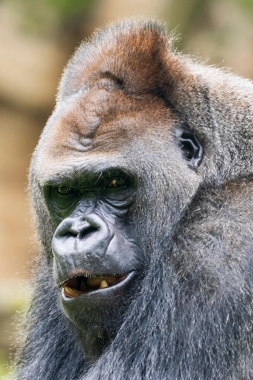 A majestic silverback gorilla in its natural habitat, observing its surroundings with powerful presence and calm.
