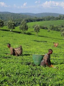 Tea Plantation Group Tour Experiences