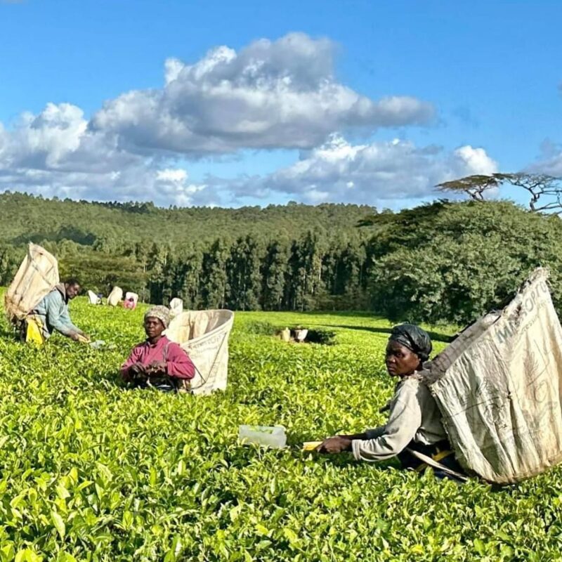 tea-plantation-tour