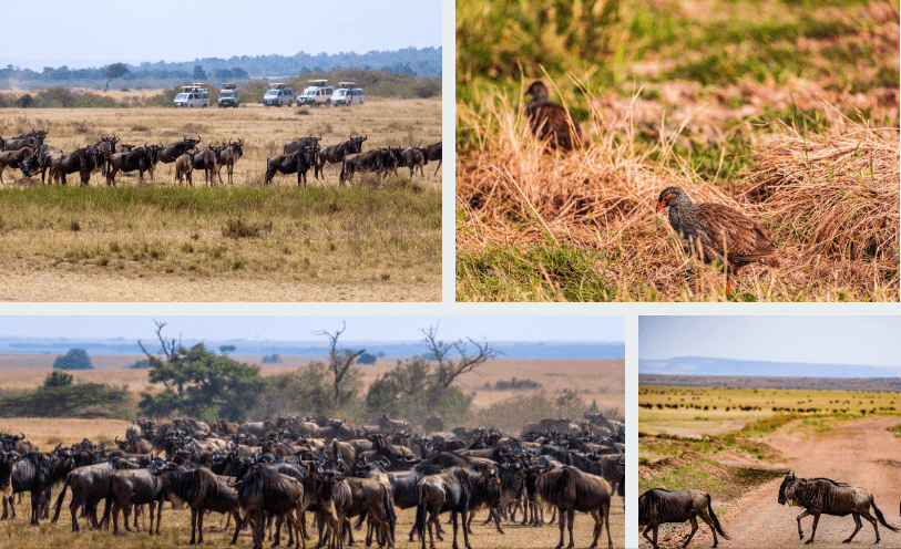 Group Safari Tours in Kenya’s Maasai Mara
