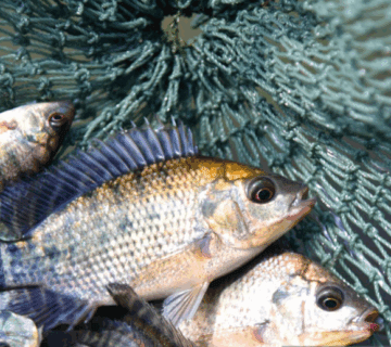 How to Catch Tilapia in Tanzania’s Rivers: A Guide to Success and Patience