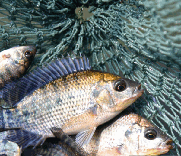 How to Catch Tilapia in Tanzania’s Rivers: A Guide to Success and Patience