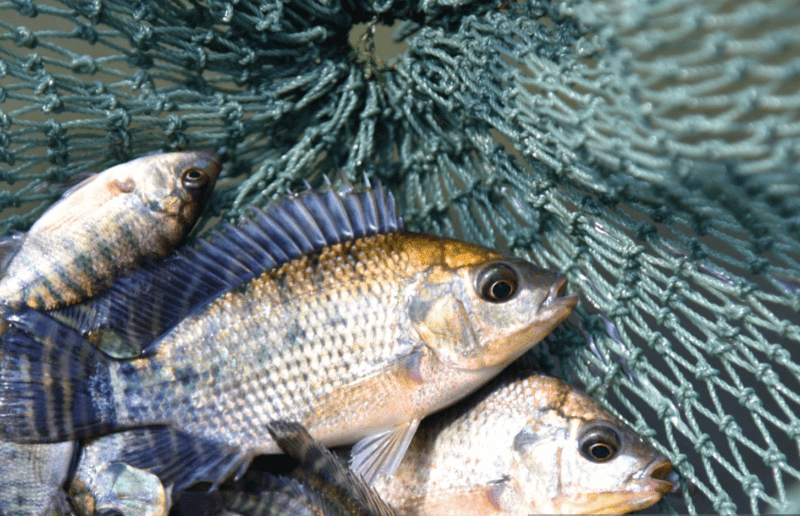 tilapia-in-tanzania How to Catch Tilapia in Tanzania’s Rivers: A Guide to Success and Patience
