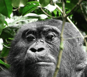 Congo Gorilla Trekking Best Deals: An Unforgettable Adventure of a Lifetime