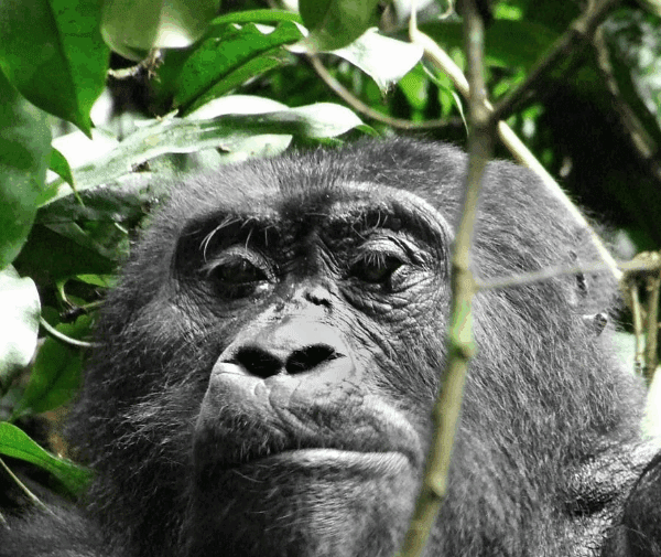 Congo Gorilla Trekking Best Deals: An Unforgettable Adventure of a Lifetime