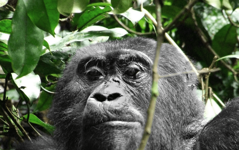 trekking-best-dish Congo Gorilla Trekking Best Deals: An Unforgettable Adventure of a Lifetime