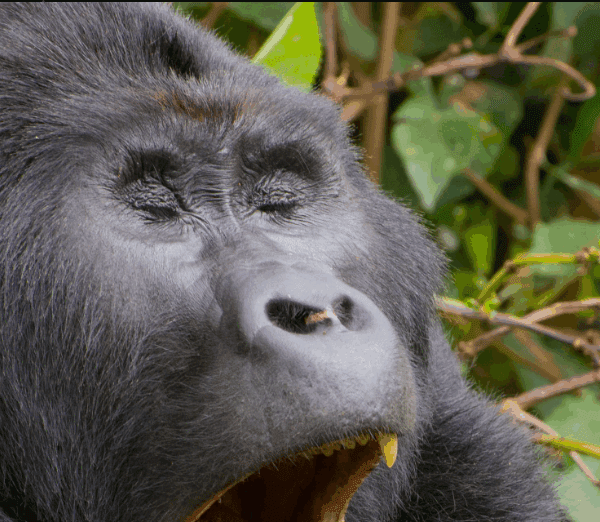 Uganda Adventure Tours – Gorillas & More: A Journey of Discovery and Inspiration