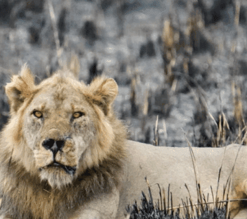 Uganda Big Five Safari Locations: A Journey of Wonder and Inspiration