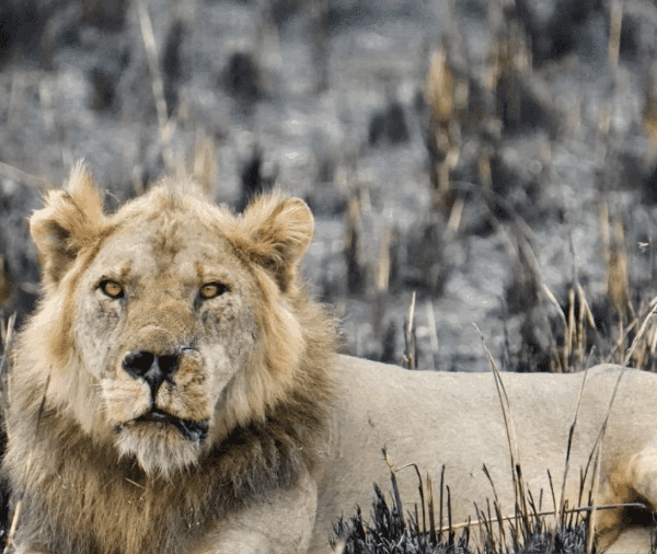 Uganda Big Five Safari Locations: A Journey of Wonder and Inspiration