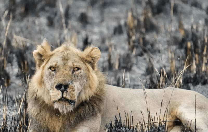Uganda Big Five Safari Locations: A Journey of Wonder and Inspiration