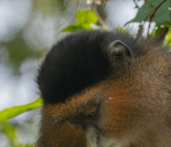 Uganda Golden Monkey Tracking Tours: A Journey of Adventure, Conservation, and Inspiration