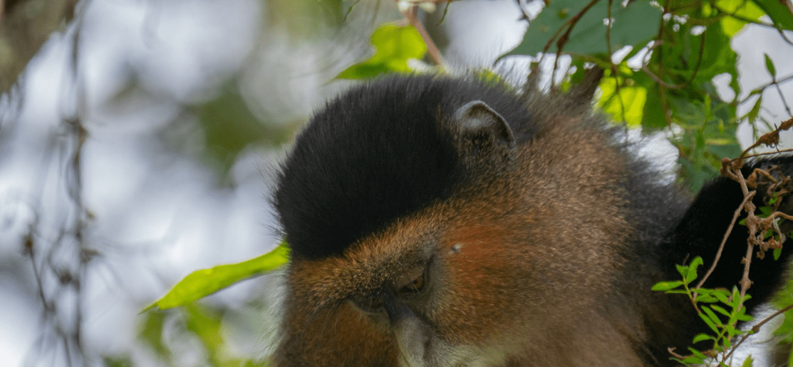 Uganda Golden Monkey Tracking Tours: A Journey of Adventure, Conservation, and Inspiration
