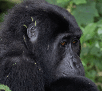 Uganda Gorilla Families – Where to See