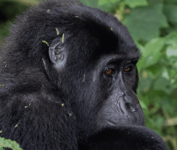 Uganda Gorilla Families – Where to See