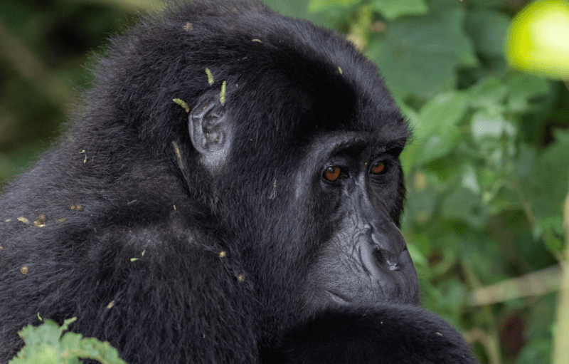 Uganda Gorilla Families – Where to See