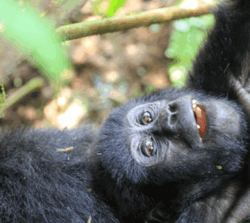 Gorilla Permit Availability 2025: Your Gateway to a Life-Changing Adventure in Uganda