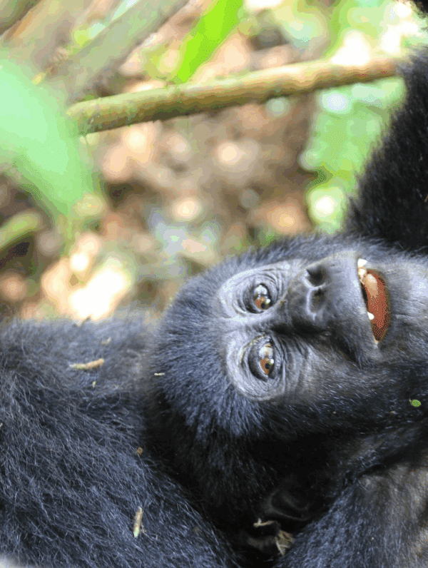 Gorilla Permit Availability 2025: Your Gateway to a Life-Changing Adventure in Uganda