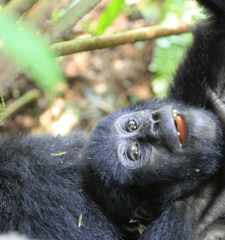 Gorilla Permit Availability 2025: Your Gateway to a Life-Changing Adventure in Uganda