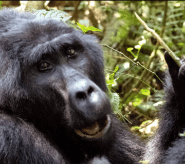 Gorilla Trekking Packing List: An Inspirational Guide to Preparing for the Adventure of a Lifetime