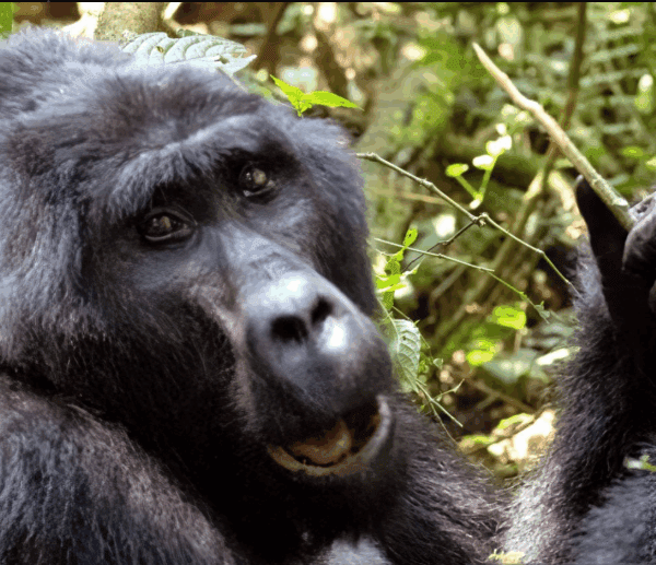 Gorilla Trekking Packing List: An Inspirational Guide to Preparing for the Adventure of a Lifetime