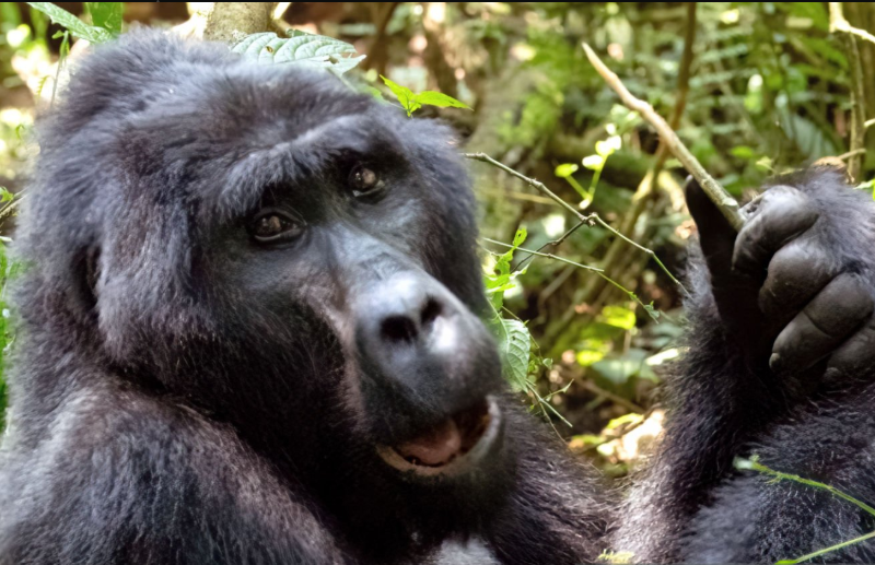 Gorilla Trekking Packing List: An Inspirational Guide to Preparing for the Adventure of a Lifetime