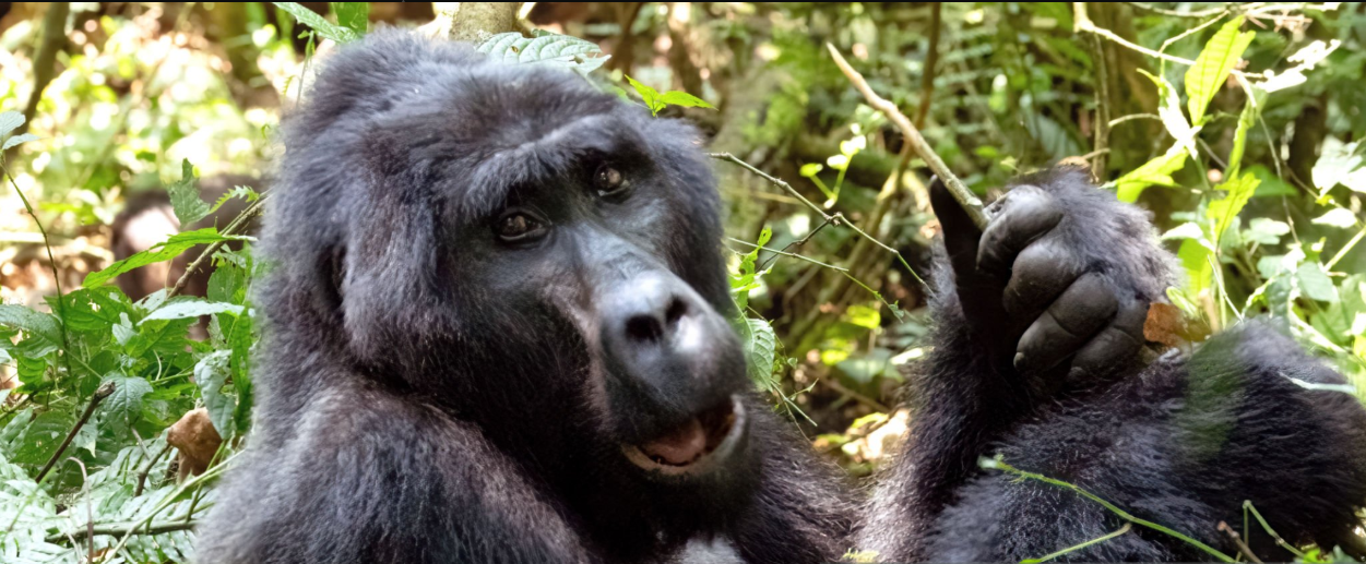 Gorilla Trekking Packing List: An Inspirational Guide to Preparing for the Adventure of a Lifetime