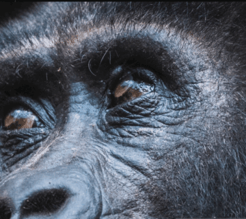 Gorilla Trekking Difficulty Level: An Inspirational Journey Through Challenge and Triumph